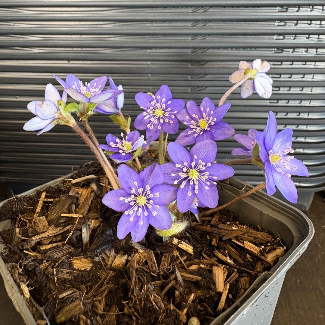 Hepatica nobilis (Leverbloempje)