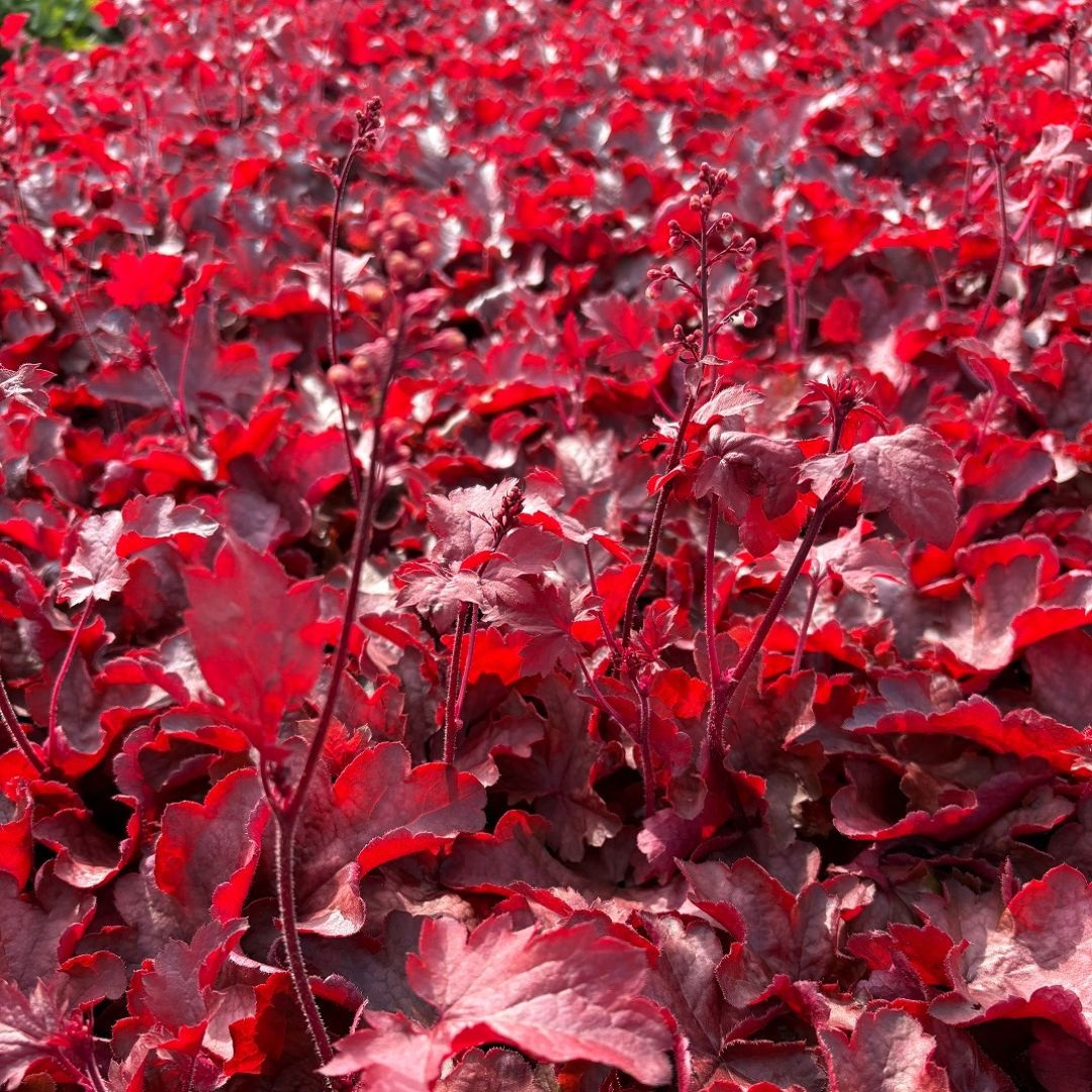 Heuchera 'Fire Chief' (Purperklokje)
