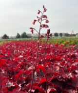 Heuchera 'Fire Chief' (Purperklokje)