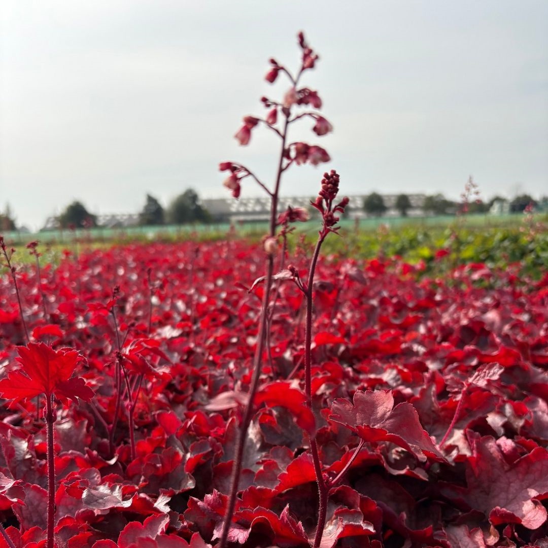 Heuchera 'Fire Chief' (Purperklokje)