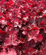 Heuchera 'Fire Chief' (Purperklokje)