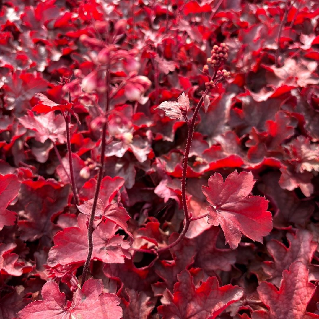 Heuchera 'Fire Chief' (Purperklokje)