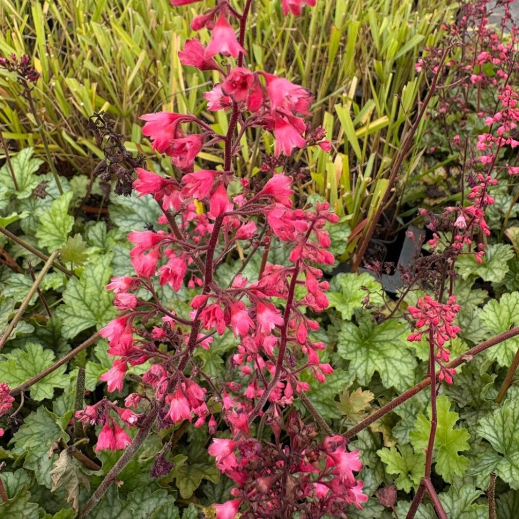 Heuchera 'Paris' (Purperklokje)