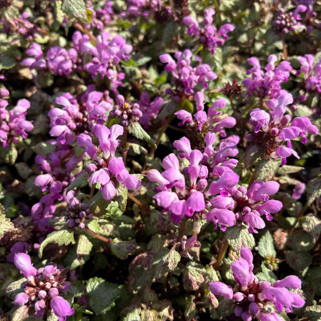 Lamium maculatum 'Beacon Silver' (Dovenetel)