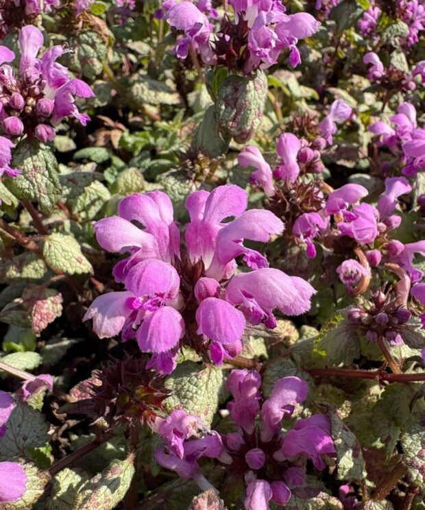 Lamium maculatum 'Beacon Silver' (Dovenetel)