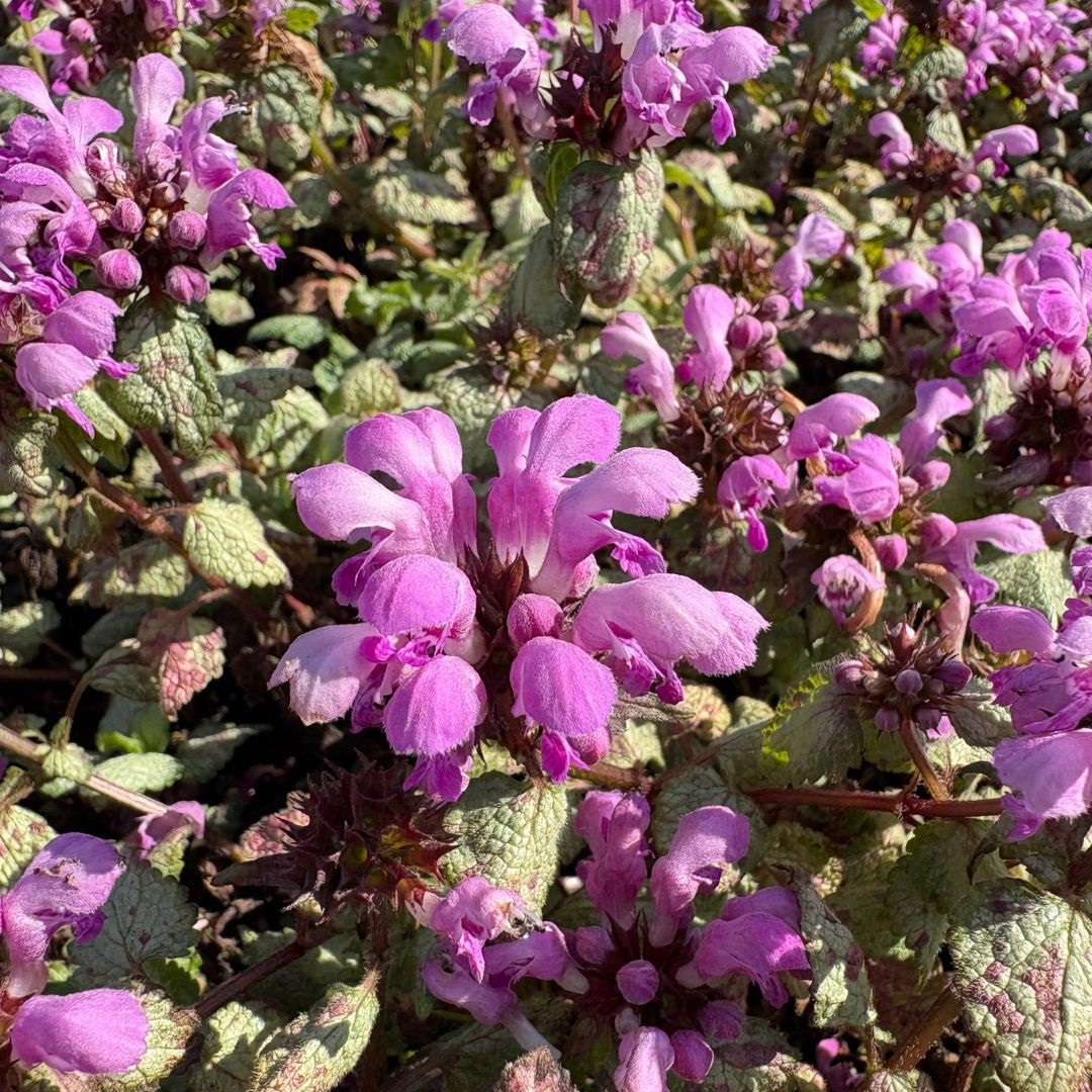 Lamium maculatum 'Beacon Silver' (Dovenetel)