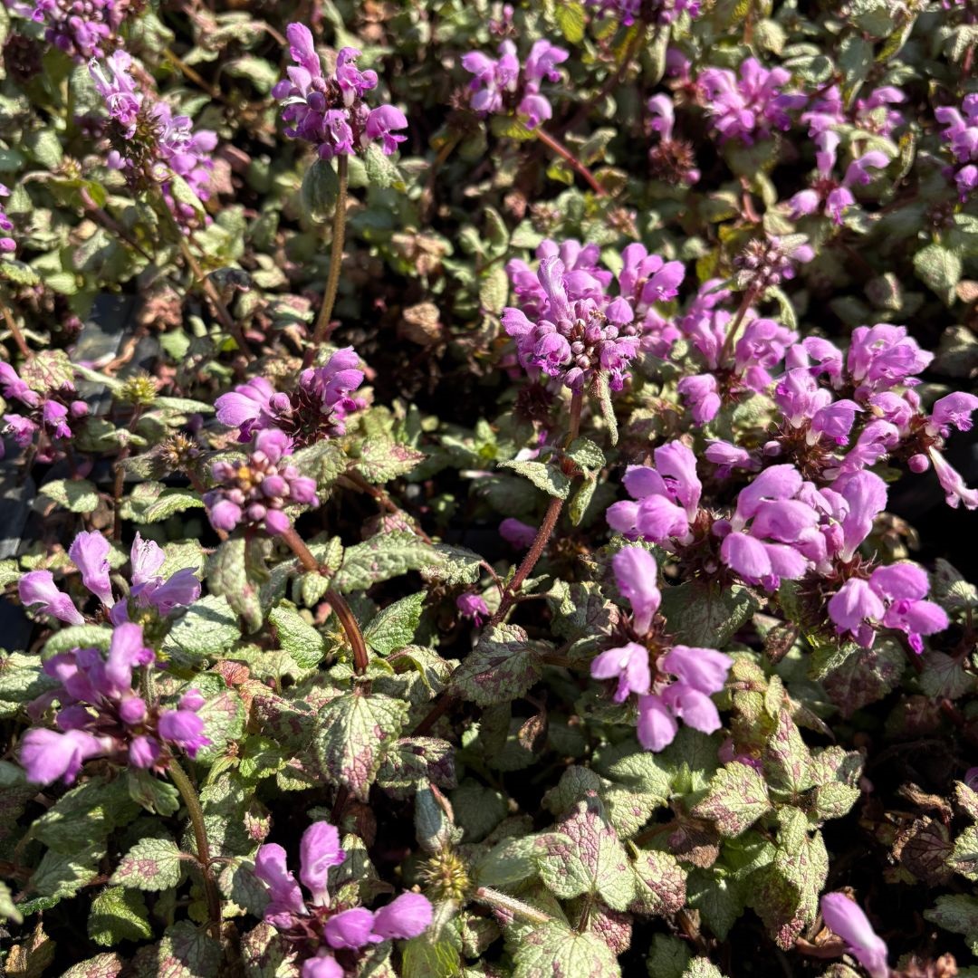 Lamium maculatum 'Beacon Silver' (Dovenetel)