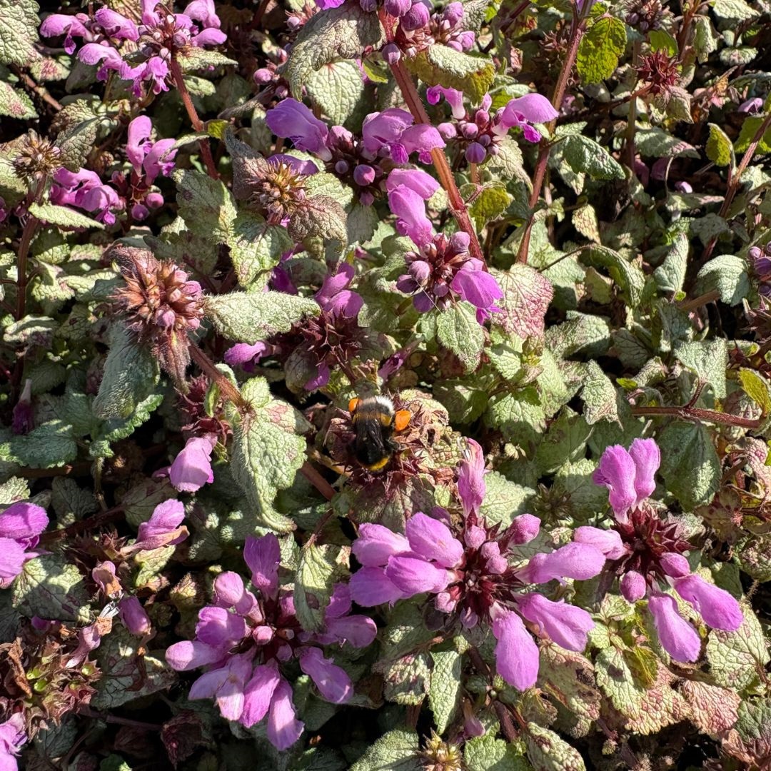 Lamium maculatum 'Beacon Silver' (Dovenetel)