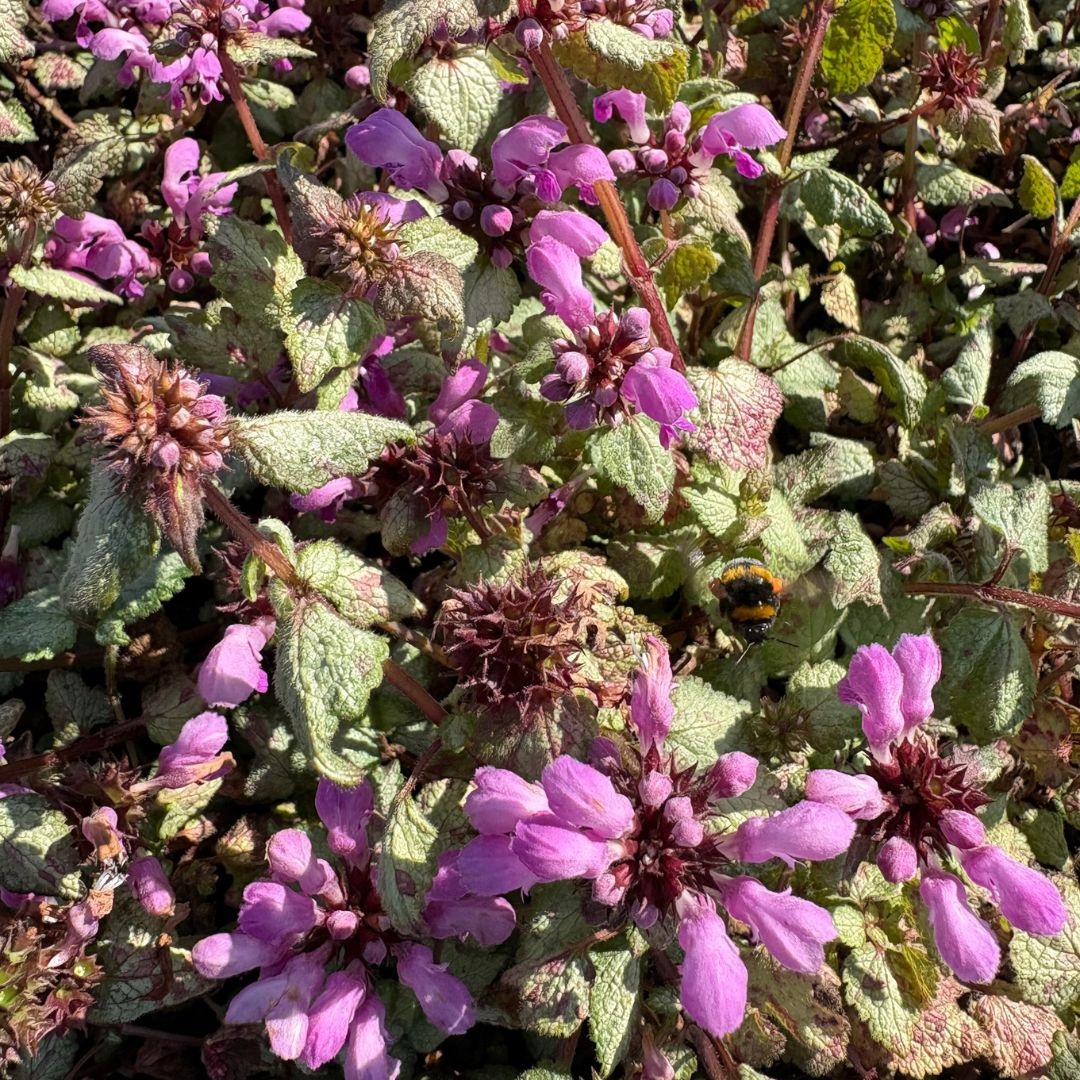 Lamium maculatum 'Beacon Silver' (Dovenetel)