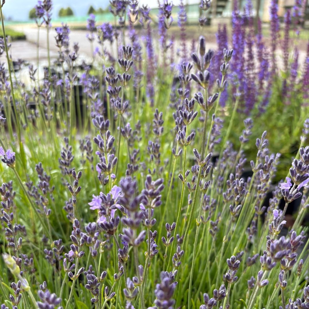 Lavandula angustifolia 'Dwarf Blue' (Lavendel)