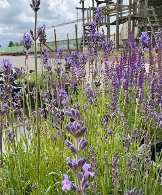 Lavandula angustifolia 'Dwarf Blue' (Lavendel)