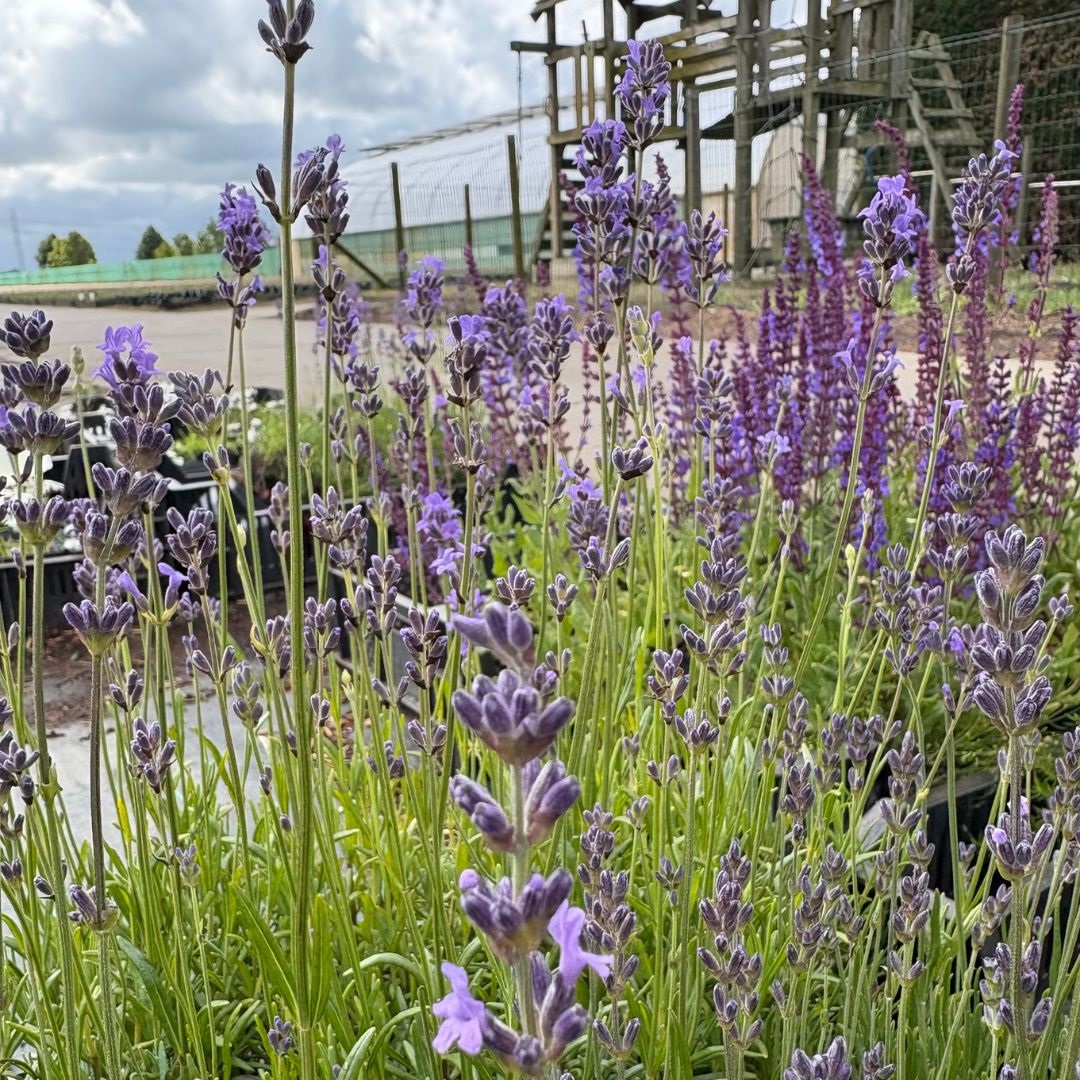 Lavandula angustifolia 'Dwarf Blue' (Lavendel)