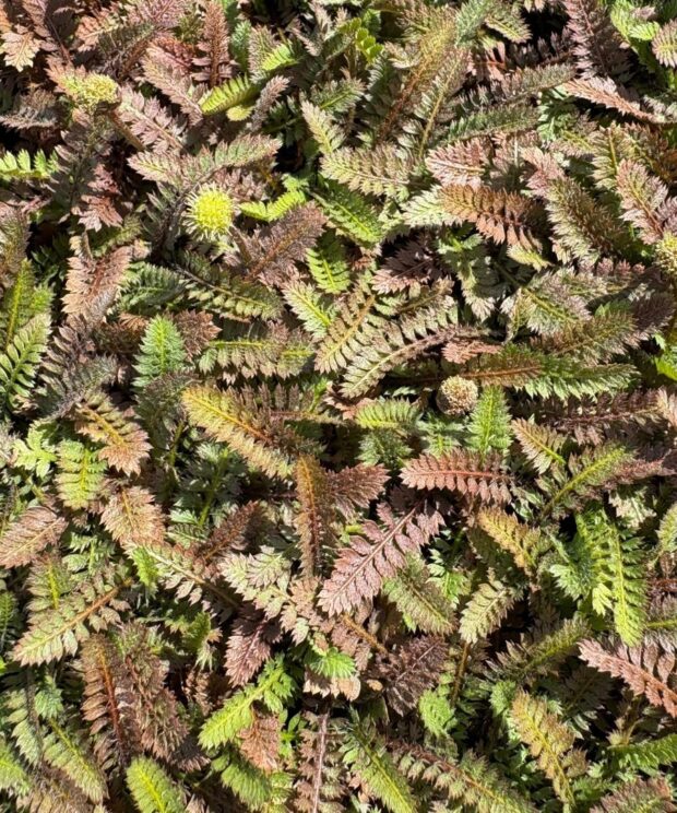 Leptinella potentillina (Koperknoopje)