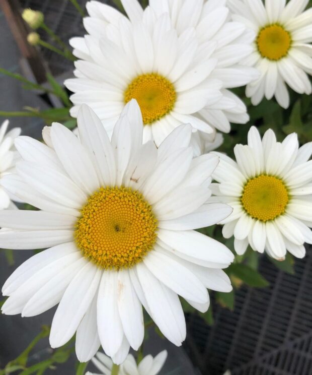 Leucanthemum superbum 'Becky' (Margriet)