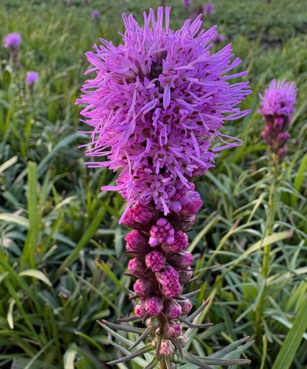 Liatris spicata (Lampenpoetser)