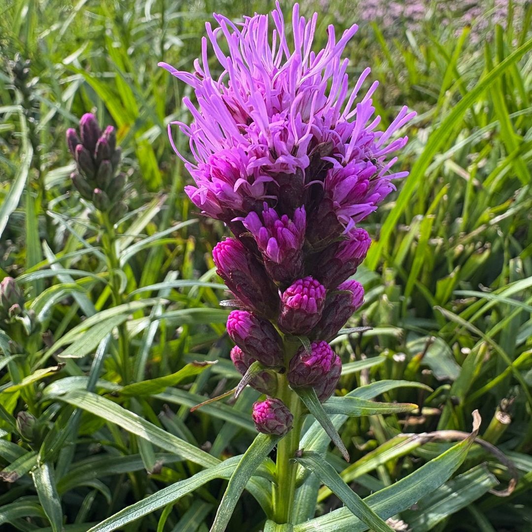 Liatris spicata 'Kobold' (Lampenpoetser)