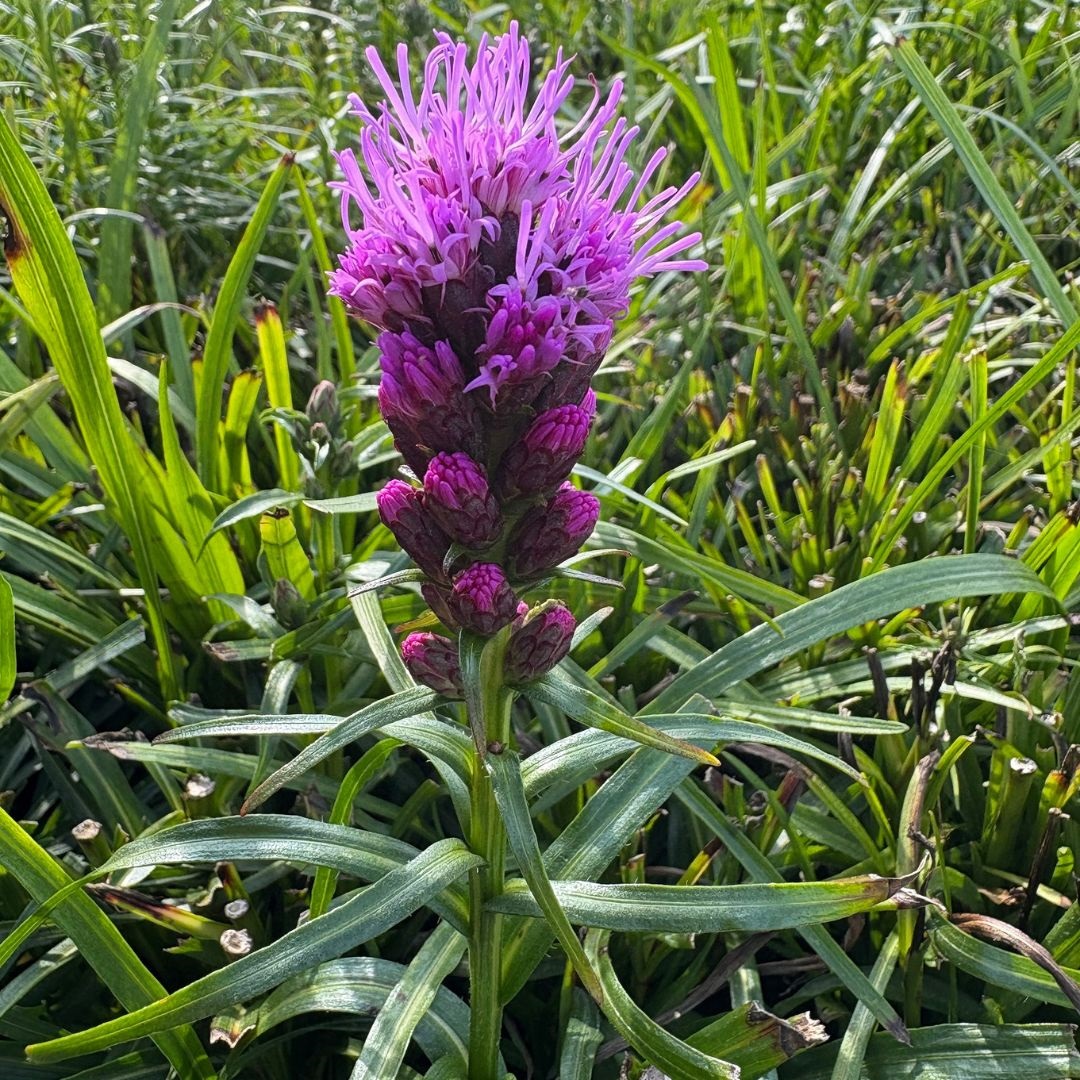 Liatris spicata 'Kobold' (Lampenpoetser)