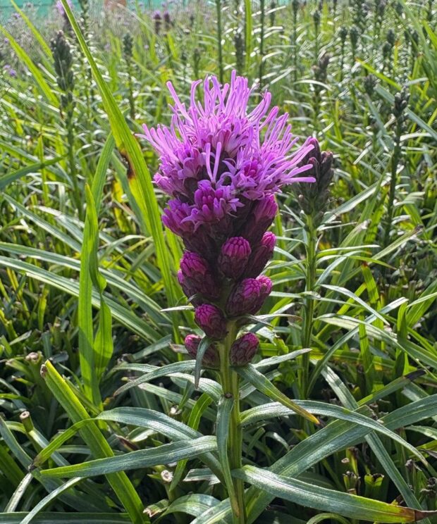 Liatris spicata 'Kobold' (Lampenpoetser)