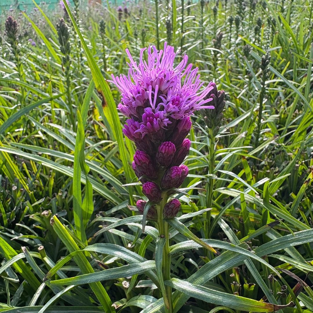 Liatris spicata 'Kobold' (Lampenpoetser)