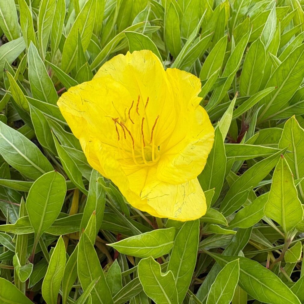 Oenothera macrocarpa (Teunisbloem)