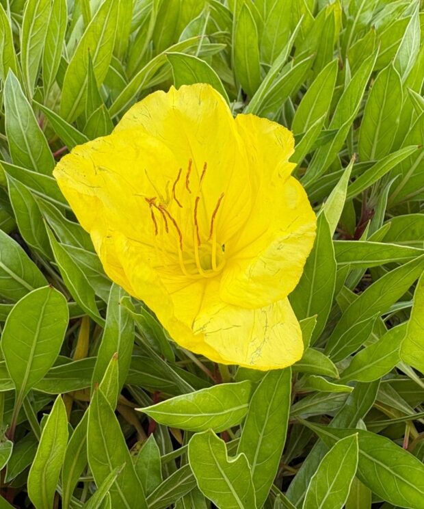 Oenothera macrocarpa (Teunisbloem)