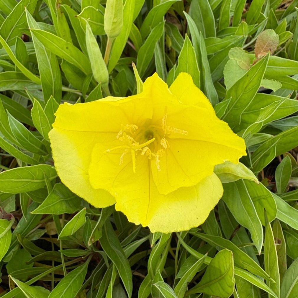 Oenothera macrocarpa (Teunisbloem)