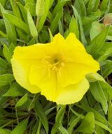 Oenothera macrocarpa (Teunisbloem)
