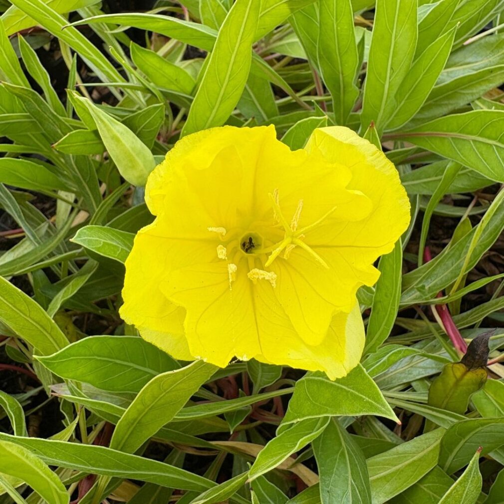 Oenothera macrocarpa (Teunisbloem)