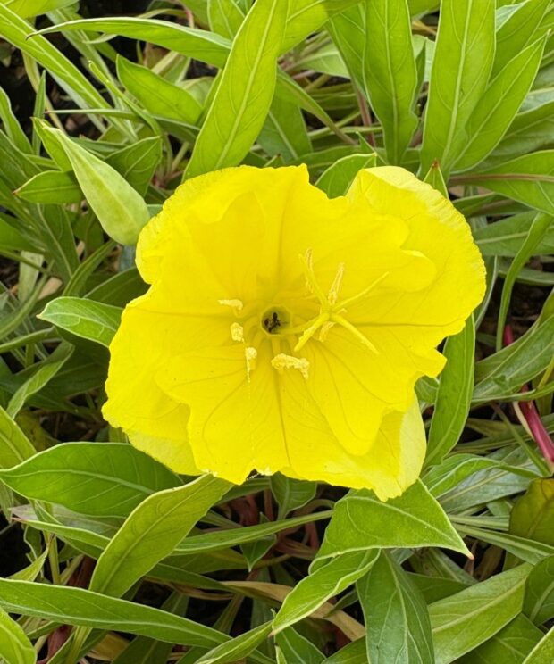 Oenothera macrocarpa (Teunisbloem)