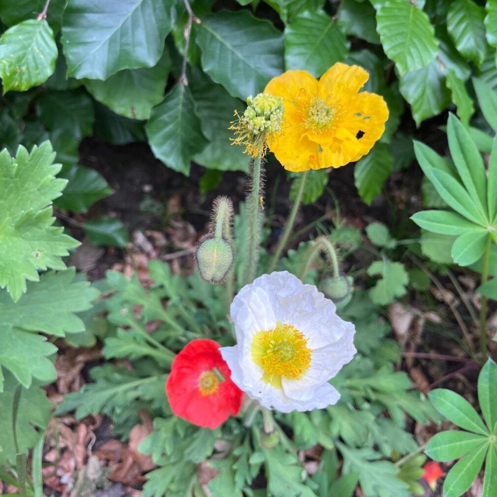 Papaver nudicaule (Klaproos)
