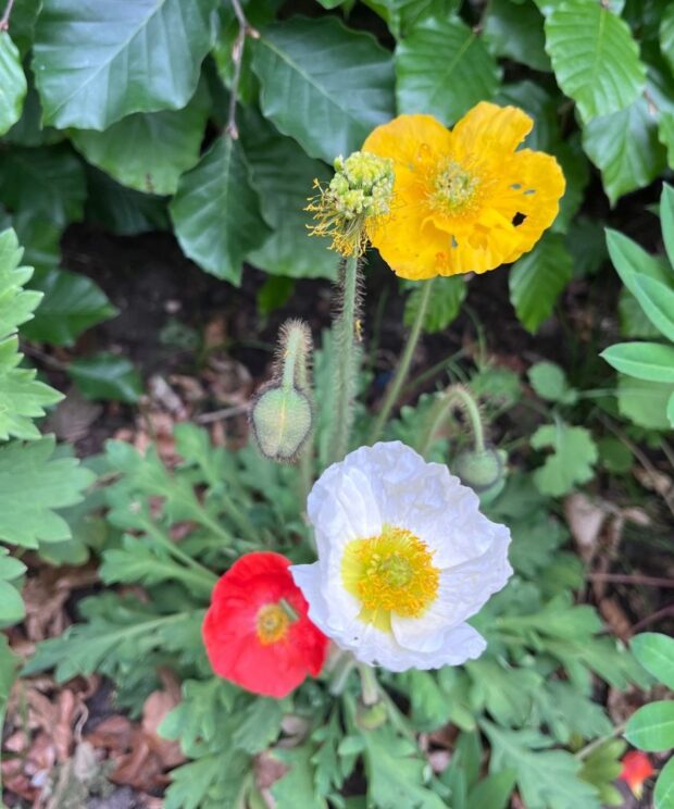 Papaver nudicaule (Klaproos)