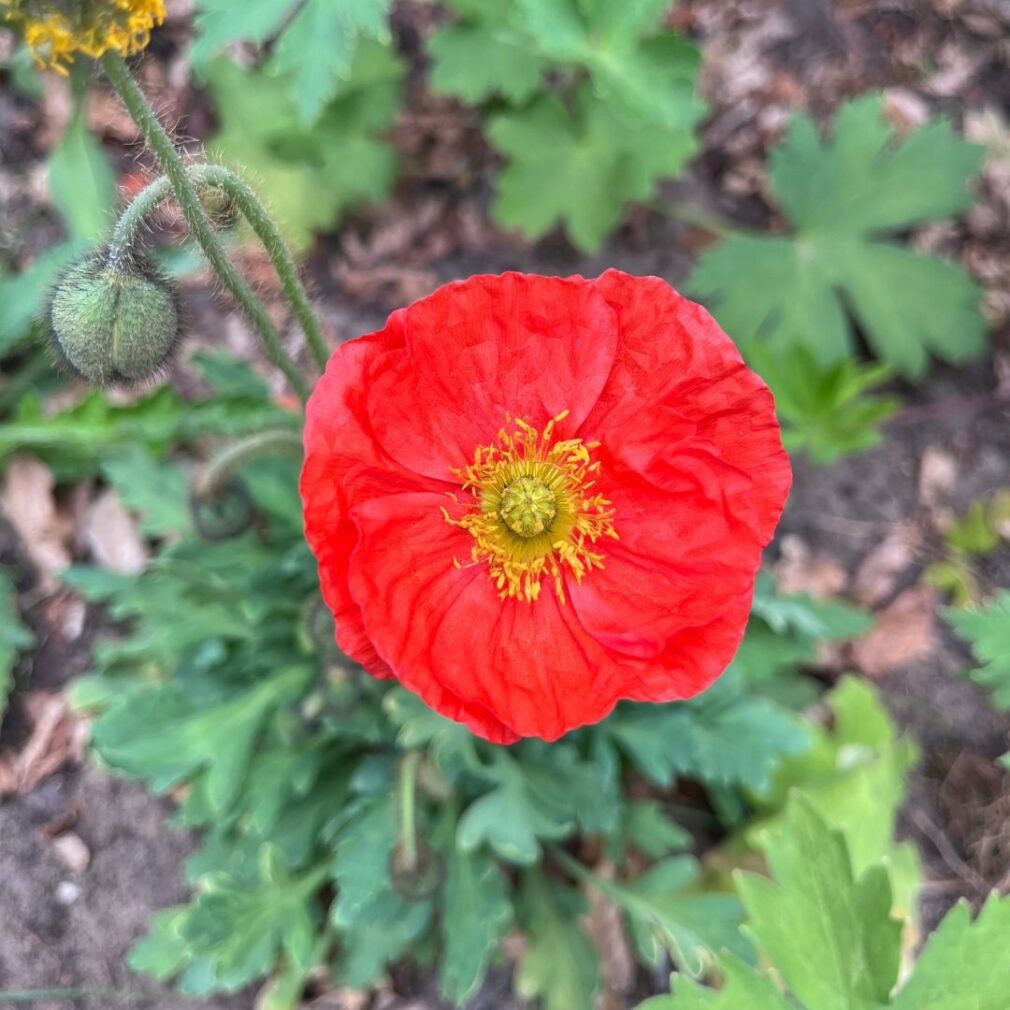 Papaver nudicaule (Klaproos)