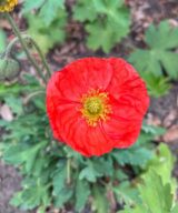 Papaver nudicaule (Klaproos)