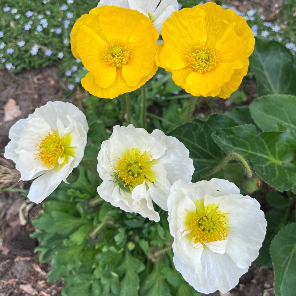 Papaver nudicaule (Klaproos)