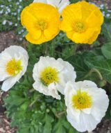 Papaver nudicaule (Klaproos)