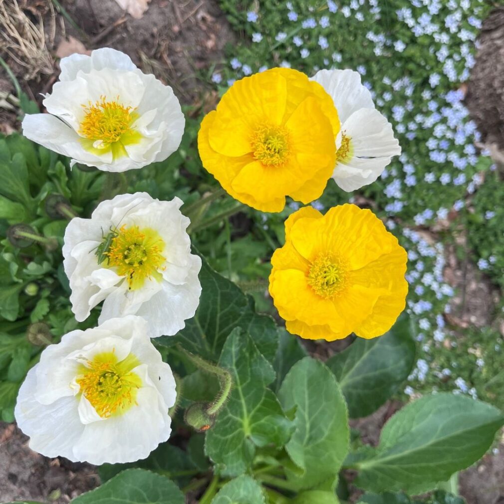 Papaver nudicaule (Klaproos)