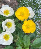 Papaver nudicaule (Klaproos)