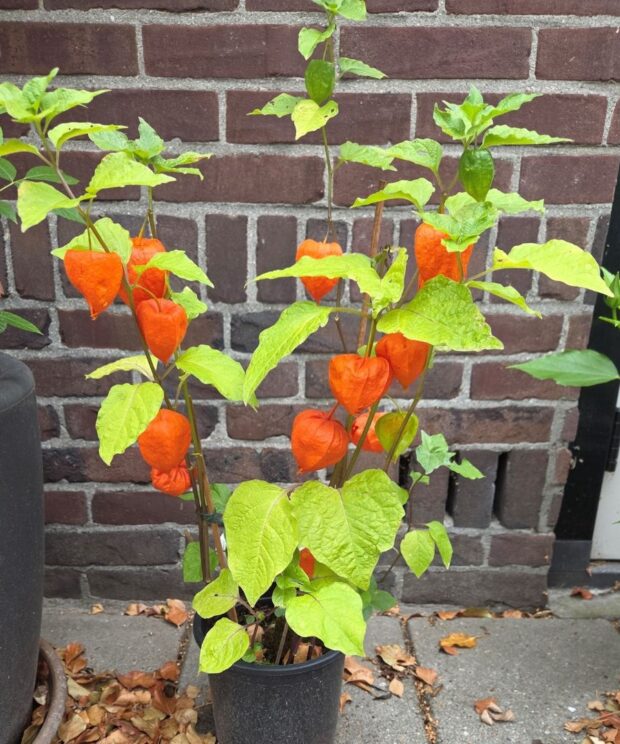 Physalis alkekengi (Lampionplant)