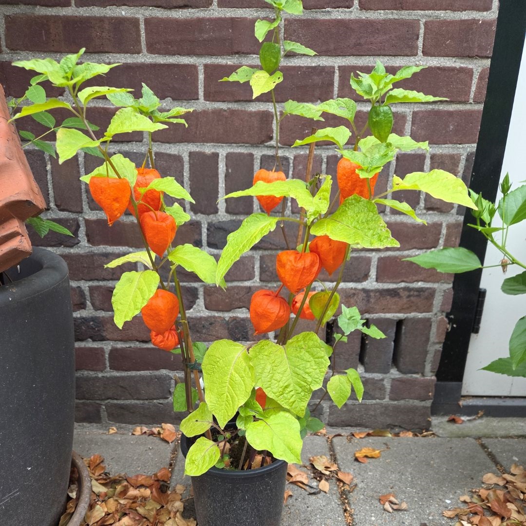Physalis alkekengi (Lampionplant)