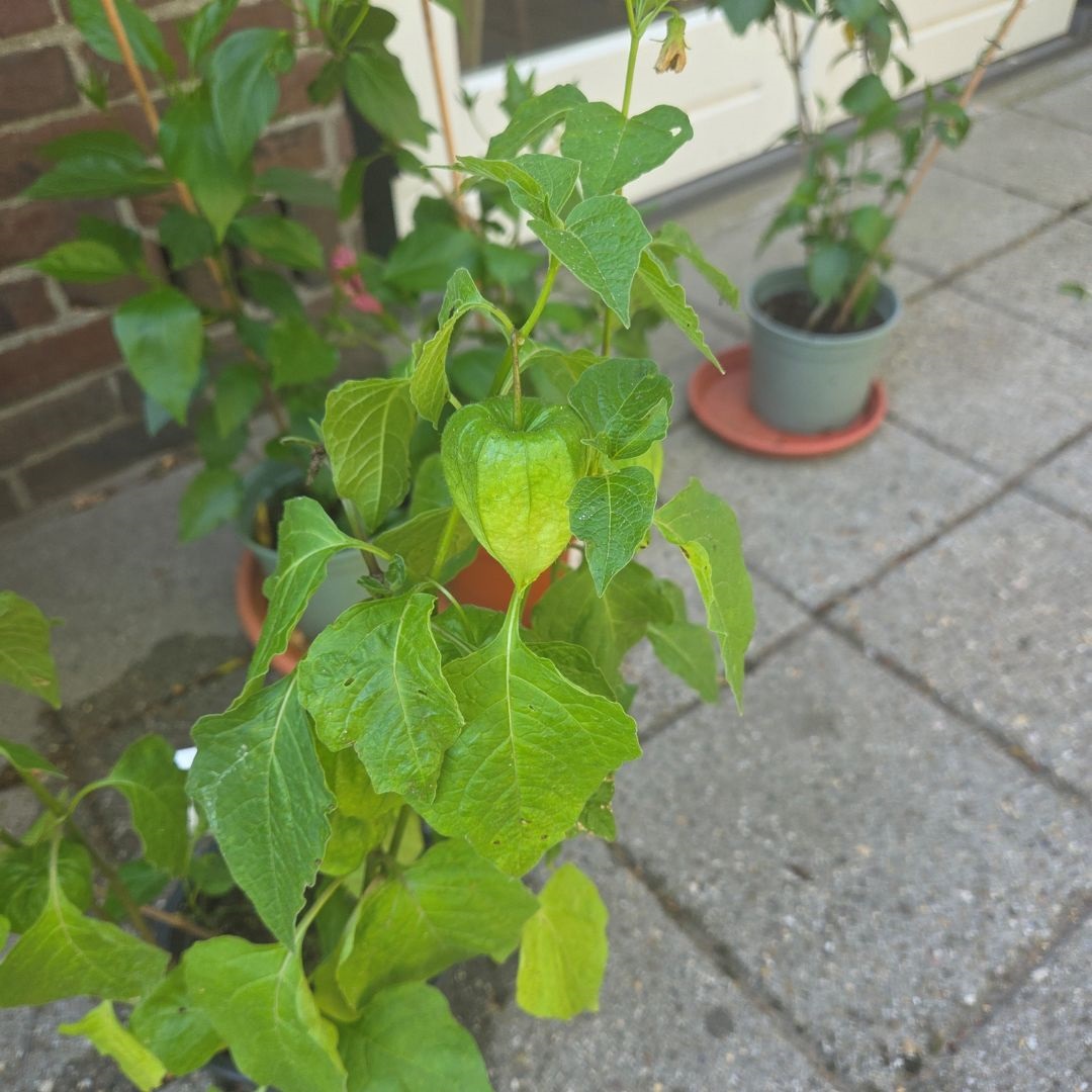 Physalis alkekengi (Lampionplant)