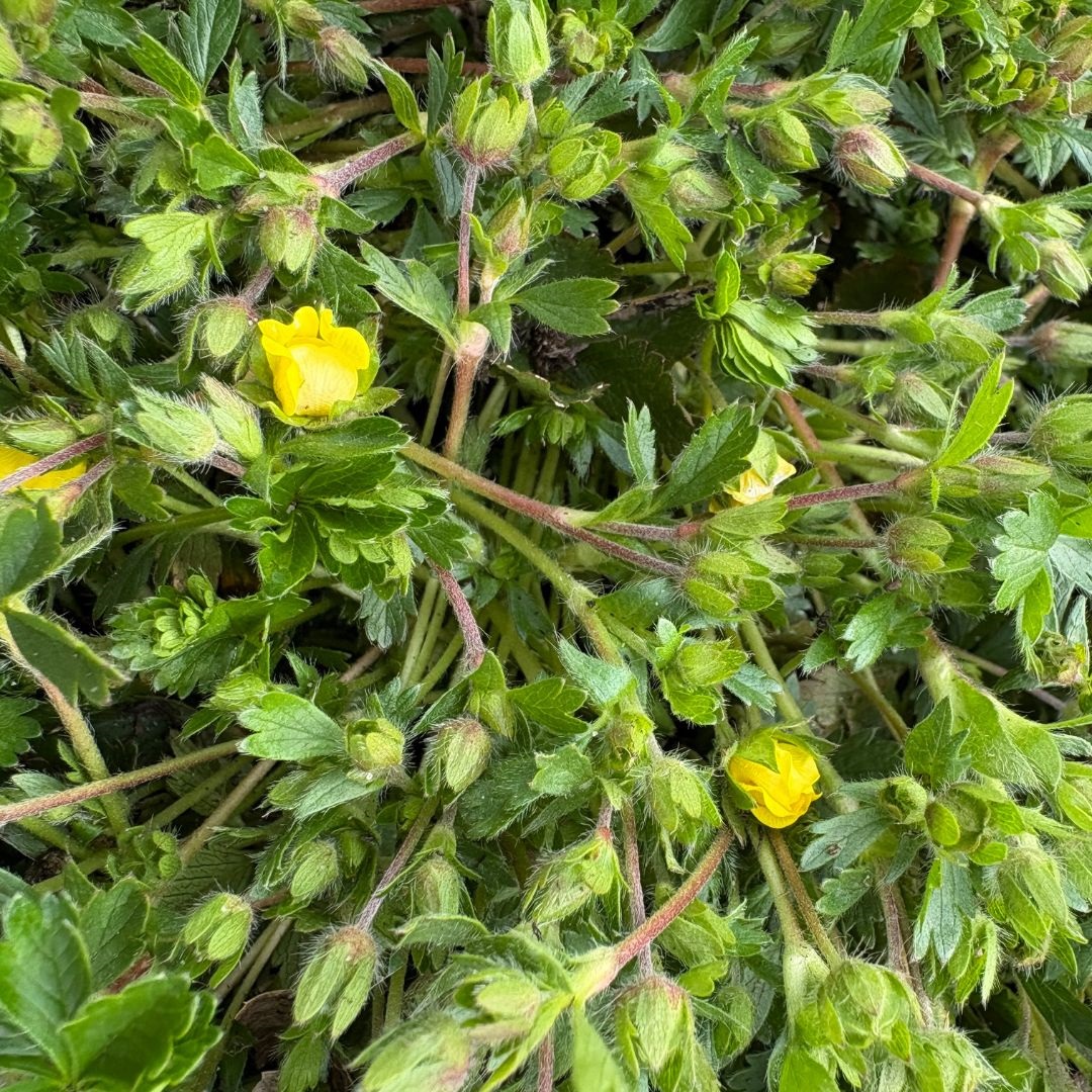 Potentilla neumanniana (Ganzerik)