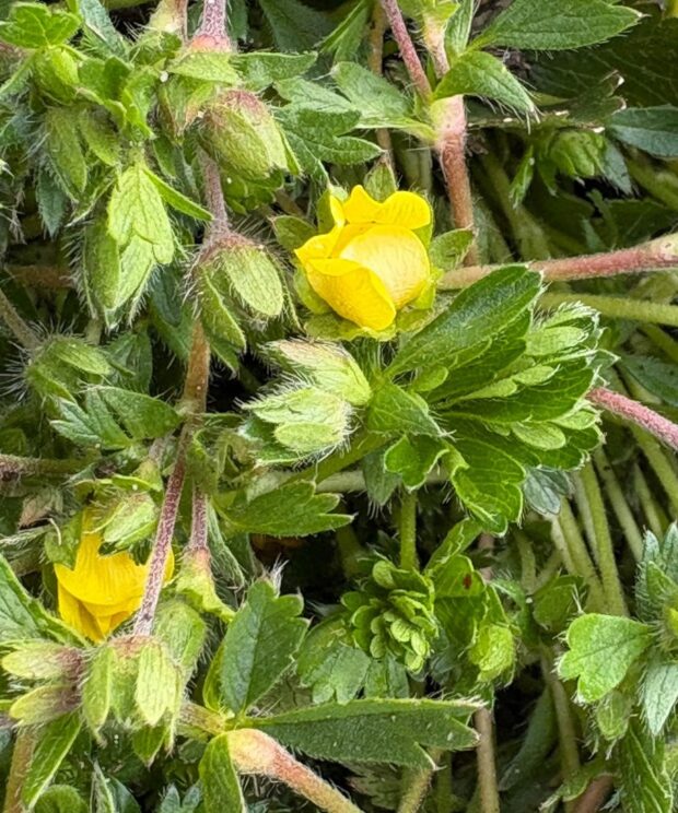 Potentilla neumanniana (Ganzerik)