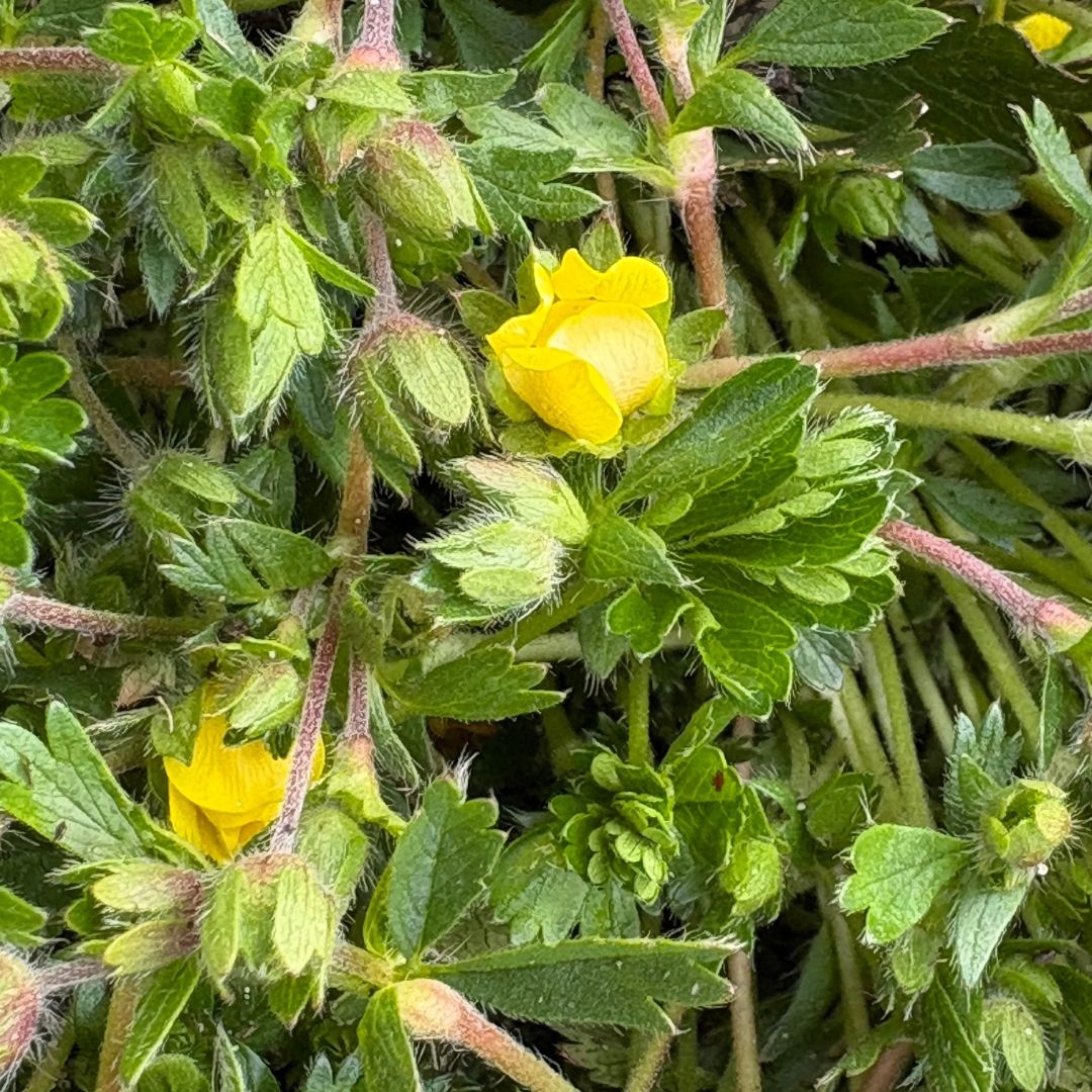 Potentilla neumanniana (Ganzerik)