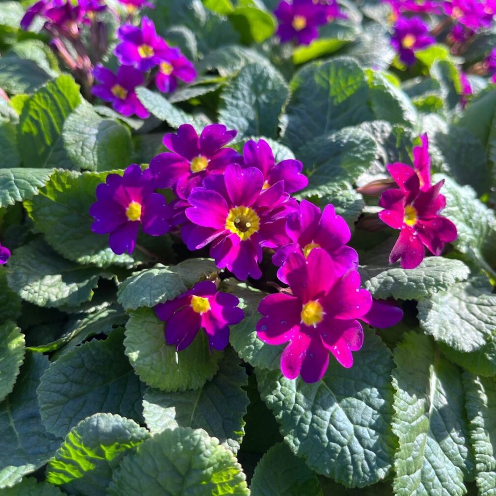 Primula (J) 'Wanda' (Sleutelbloem)