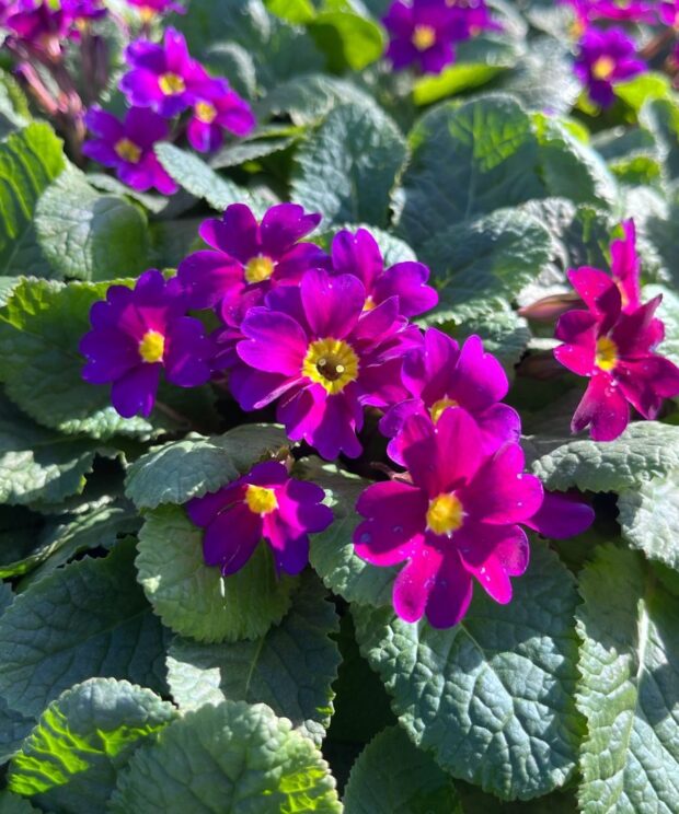 Primula (J) 'Wanda' (Sleutelbloem)