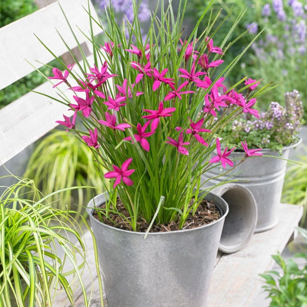 Rhodoxis 'Beverly' (Sterretjesgras)