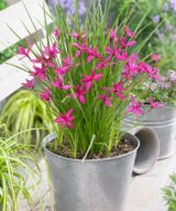 Rhodoxis 'Beverly' (Sterretjesgras)