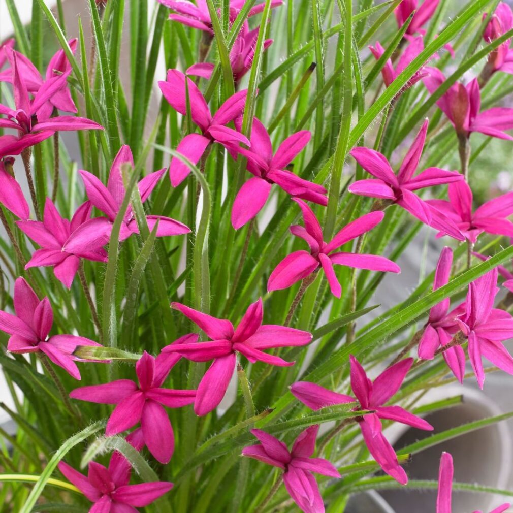 Rhodoxis 'Beverly' (Sterretjesgras)