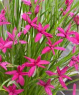 Rhodoxis 'Beverly' (Sterretjesgras)