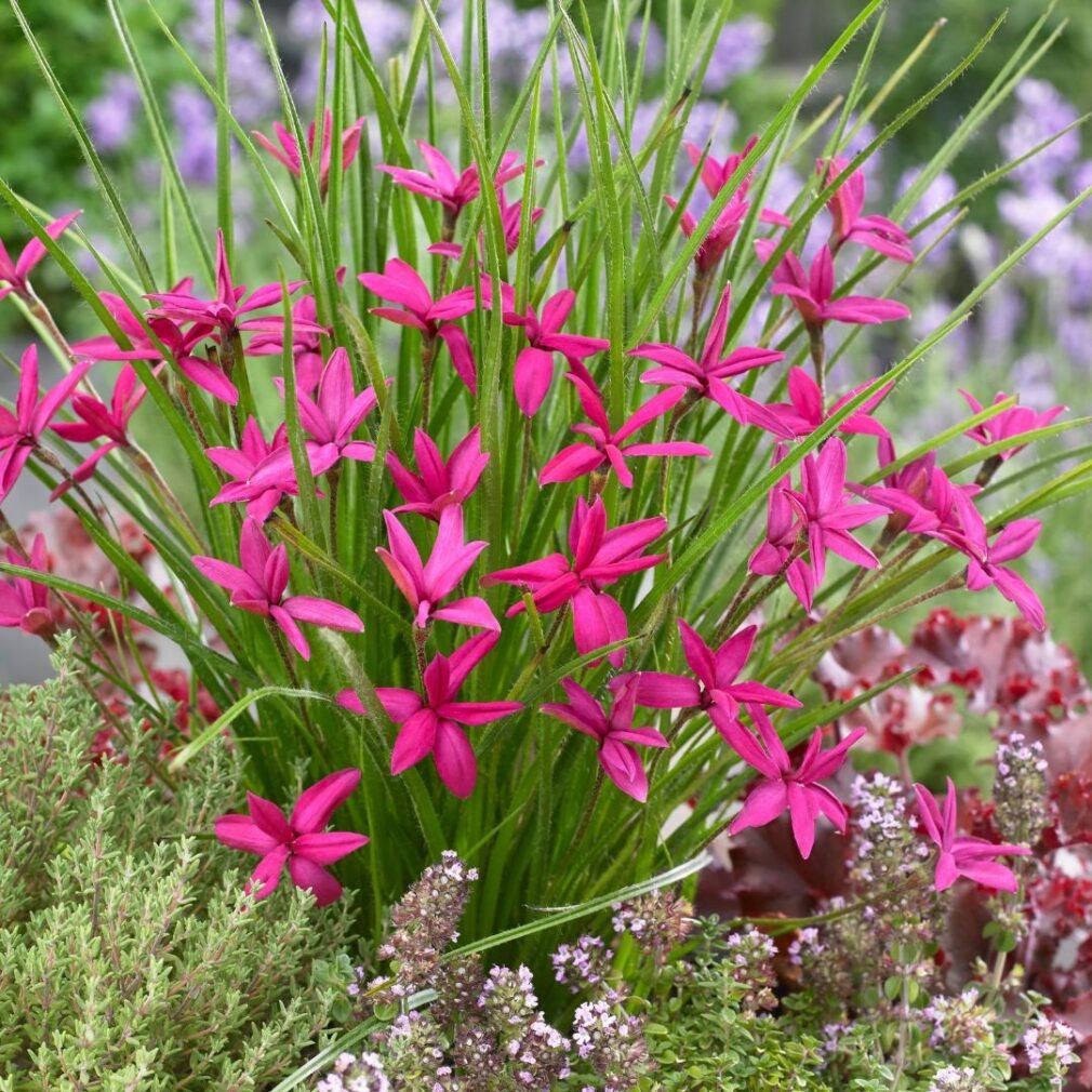 Rhodoxis 'Beverly' (Sterretjesgras)